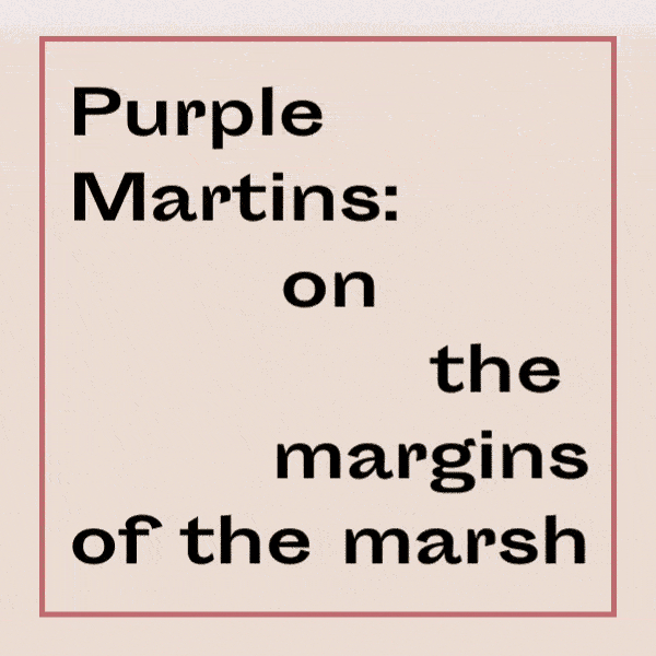 Title: Purple Martins: on the margins of the marsh